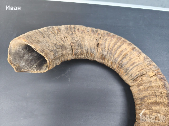 рога от овен, снимка 6 - Антикварни и старинни предмети - 53619727