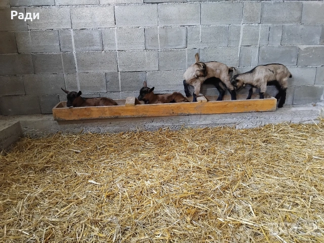 Продавам мъжки ярета френски алпин , снимка 13 - Други - 49669117