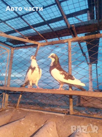 Пазарджишки високолетачи.гъляби.0895486622, снимка 15 - Гълъби - 35840514