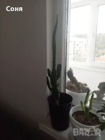 Фикус,бенджамин ,кактуси,юка,замиокулкас  и др.едри цветя, снимка 17 - Стайни растения - 45380559