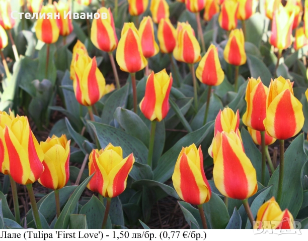 Лале (Tulipa 'First Love') – луковици