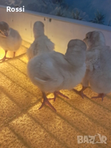 Пуйчета, снимка 5 - Кокошки и пуйки - 53629531