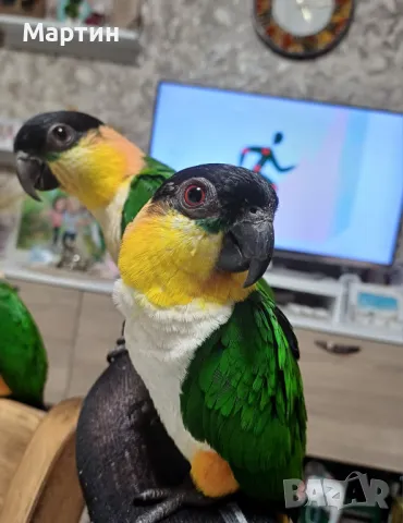 Бебета КАЙКИ 