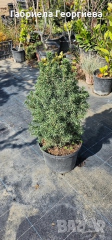 Коника , снимка 4 - Градински цветя и растения - 51660709