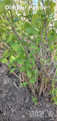  Хортензия, снимка 5 - Градински цветя и растения - 40033492