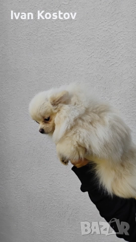 Продавам померанчета, снимка 4 - Померан - 52696744
