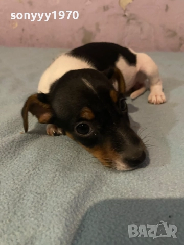 ДЖАК РЪСЕЛ 250ЛВ ЗА КУТРЕ С ВАКСИНА И ПАСПОРТ 1510250824, снимка 3 - Джак ръсел териер - 52059298