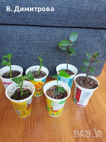 Растения Алое вера, лимони, дафинов лист, за Варна, снимка 6 - Стайни растения - 44339102