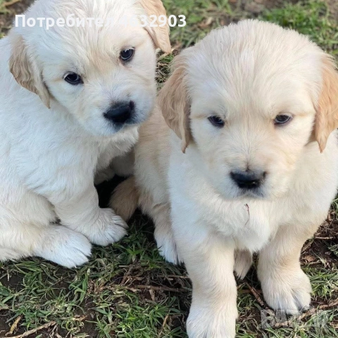 голдън ретривър момче , снимка 7 - Голдън ретривър - 52703386