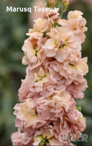 Шибой кичест , снимка 11 - Градински цветя и растения - 53818099