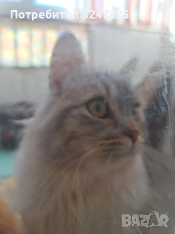 СИБИРКИ...4м.., снимка 5 - Сибирски - 46802201