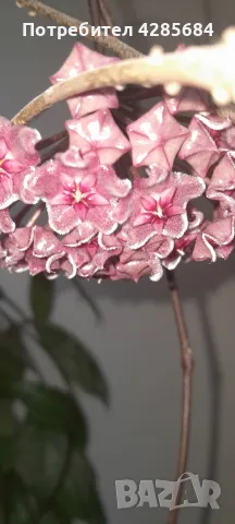 хоя пубикалукс /пепел от рози тъмна /, снимка 5 - Стайни растения - 50045816