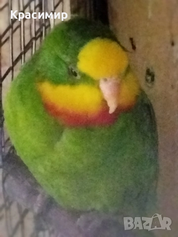 различни видове птици, снимка 9 - Папагали - 53807938