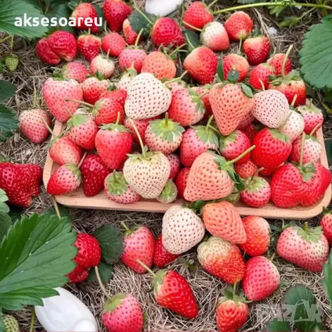 100 бр. ягодови семена от гигантска ягода градинско плодово растение, сладки и вкусни червени ягоди , снимка 8 - Сортови семена и луковици - 47665614