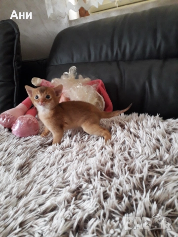 ЕКЗОТИЧНО И РАЗЛИЧНО.АБИСИНСКО КОТЕНЦЕ, снимка 5 - Бенгалски - 52656155