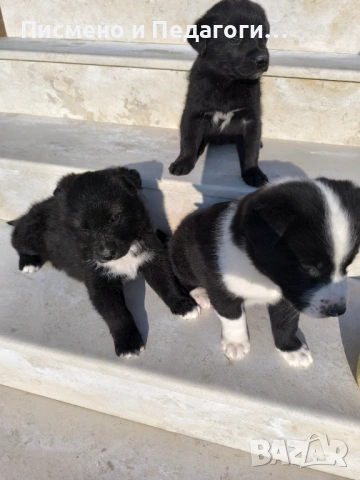 Подаряват се кученца , снимка 8 - Други - 53709434