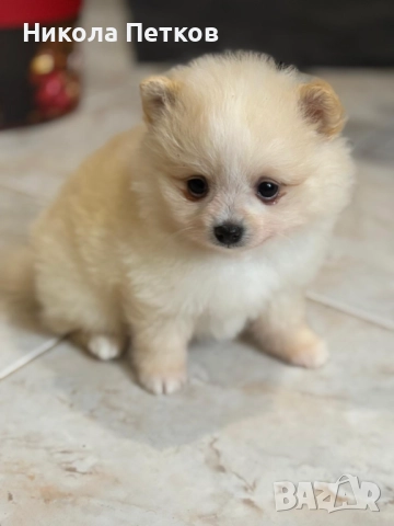 Померан , снимка 2 - Померан - 52670848