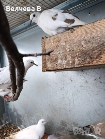 Смеещи се гугутки