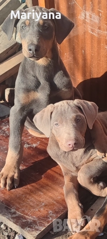 Продавам родословни добермани , снимка 16 - Доберман - 52585726