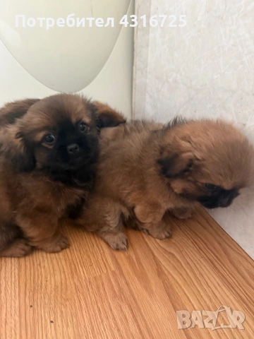 Чистокръвни пекинези, снимка 4 - Пекинез - 53338518