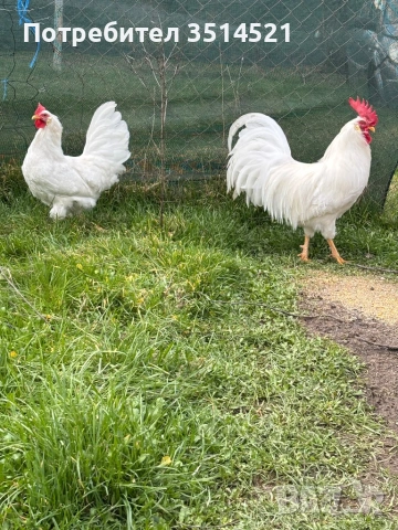 Легхорн  Американски стандарт, снимка 3 - Кокошки и пуйки - 53690827