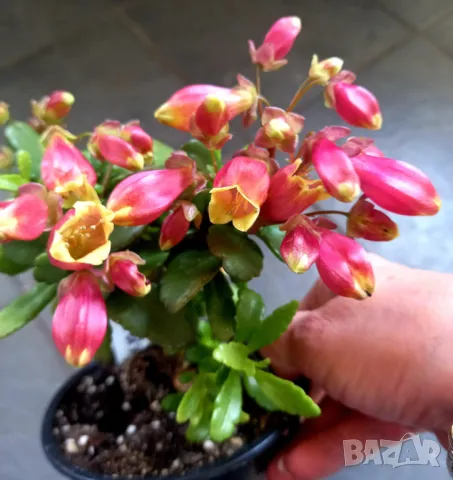 Каланхое ''Wendy''.