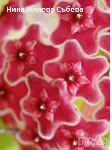 Восъчно цвете, хоя, различни видове и размери , снимка 8 - Градински цветя и растения - 38144193