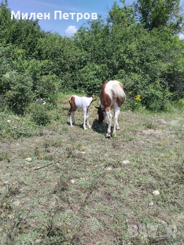 коне, снимка 6 - Коне - 52392950