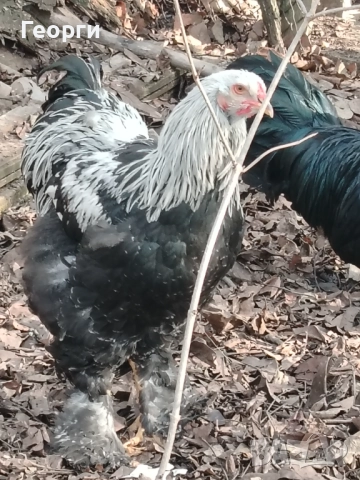 Продавам петли Брама и Каюги