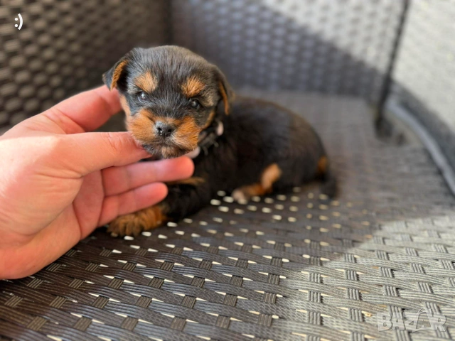 Йоркширски териер актуално от 20.01.2026, снимка 2 - Йоркширски териер - 53163636