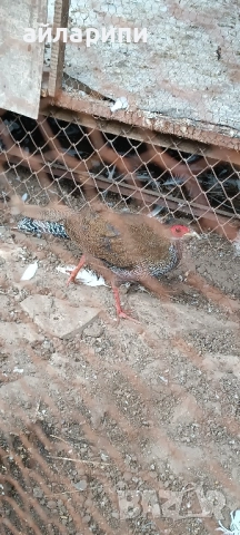 Фазани Сребърни 