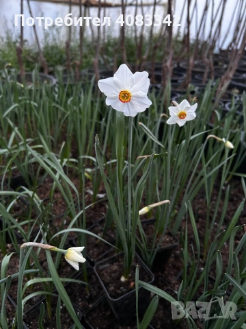 Нарцис, снимка 4 - Градински цветя и растения - 53864827