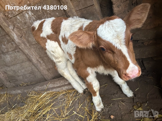 Женско сукалче симентал, снимка 4 - Крави - 52592786