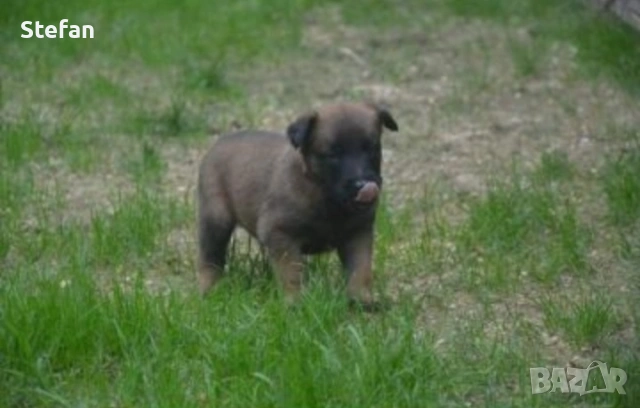 Белгийски овчарка-Малиноа, снимка 2 - Белгийска овчарка - 53422371