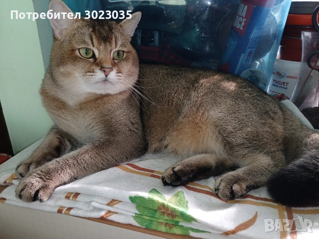 британска чинчила с родословие 600лв , снимка 15 - Британска късокосместа - 53013627