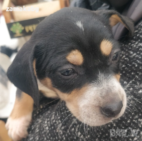 Две малки бонбончета си търсят любящ стопанин