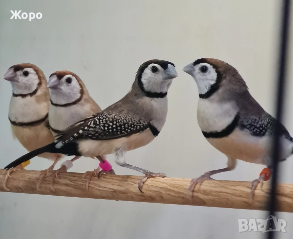 Продавам Белолици амадини, снимка 10 - Амадини - 52827707