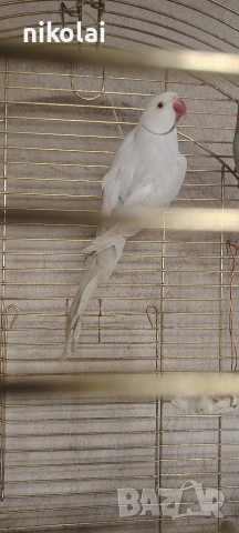 Двойка малки Александри , снимка 4 - Папагали - 53815351