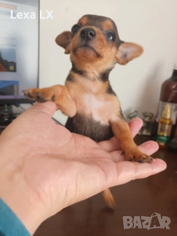 Мъжки мини пинчер, снимка 2 - Пинчер - 53644493