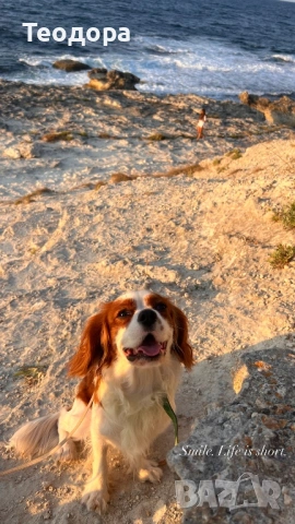 Кавалер Кинг Чарлз Шпаньол за разплод , снимка 2 - Кавалер кинг чарлз шпаньол - 53781704