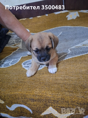 4 момичета и 1 момче Пекинези, снимка 7 - Пекинез - 52584455