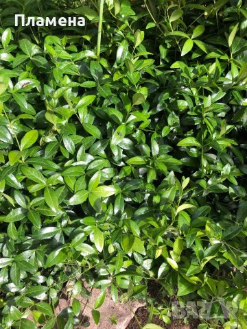 Малка винка Зеленика корен с лилав цвят 