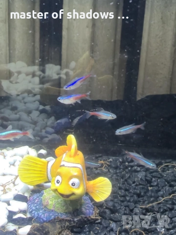 Продавам малки рибки на брой 1.28 евро  , снимка 6 - Рибки - 53345421