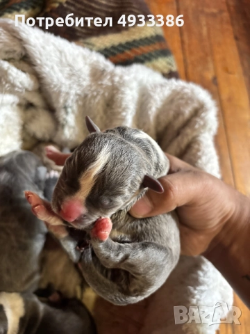 American Bully XL/Американско Були ХЛ, снимка 2 - Питбул - 55853976