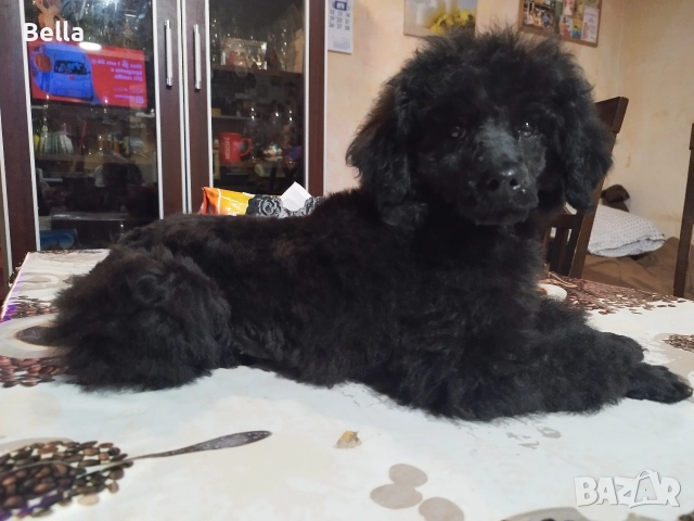 Мини пудел, снимка 10 - Пудели - 52673460