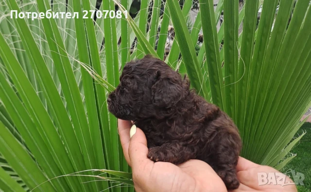 Шоколадови Пудели, снимка 8 - Пудели - 51360640