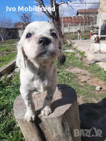 Продавам малки английски сетерчета