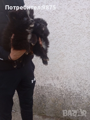 Продавам померан, снимка 5 - Померан - 52403193
