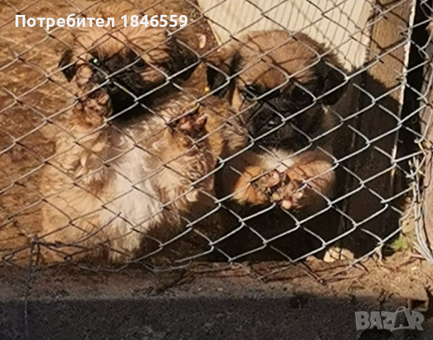 Продавам малки кученца-маймунки, снимка 6 - Пекинез - 44395363