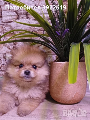 померани, снимка 1